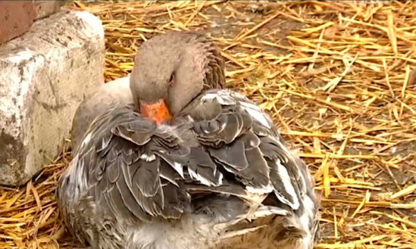 Причиной гибели кур и уток на Ставрополье стал птичий грипп
