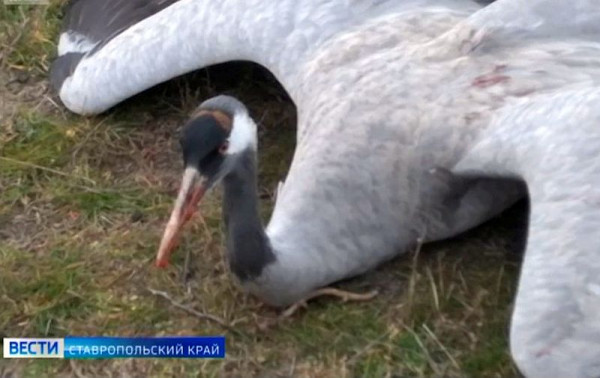 Глава Ставрополья: виновные в массовой гибели птиц должны быть наказаны
