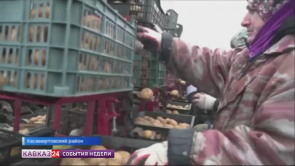 В Дагестане приступили к посадке сверхранних сортов картофеля