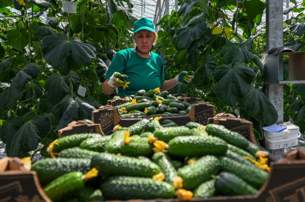 На Ставрополье в три раза увеличили господдержку производства овощей закрытого грунта