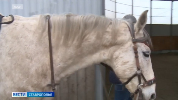 Уголовное дело в отношении владельцев конного клуба на Ставрополье, где пострадал ребенок, передано в суд