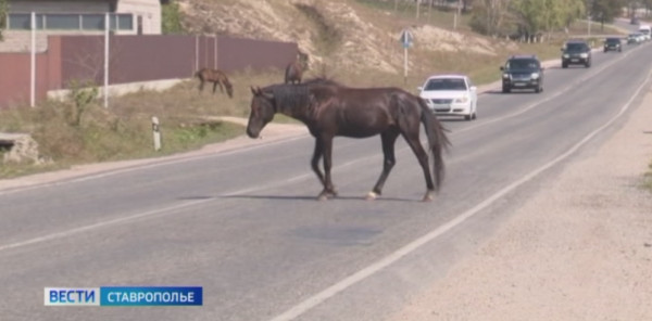 В Кисловодске за несколько дней задержали почти 100 коров и лошадей