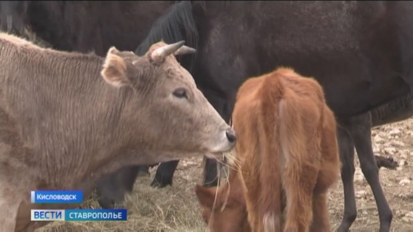 Штрафстоянка для беспризорных коров и лошадей в Кисловодске не пустует