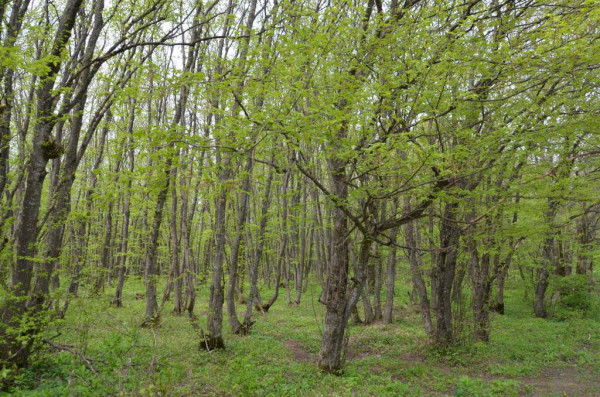 На Ставрополье в 2023 году создадут 7 лесопитомников