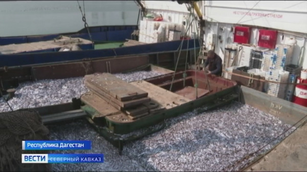 В Дагестане решено возродить рыбоконсервное производство