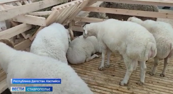 Ставрополье на всероссийской выставке племенных овец и коз: день третий