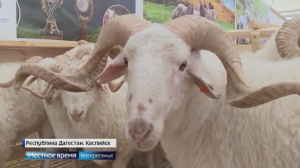 Ставрополье на всероссийской выставке племенных овец и коз