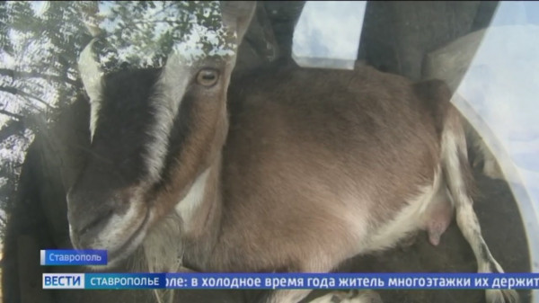 Житель многоэтажки в Ставрополе разводит в квартире коз