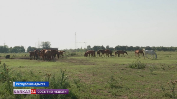 Вопросы развития коневодства на Юге России обсудили в Адыгее