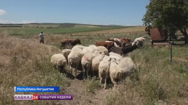 В Ингушетии наращивают поддержку семейных ферм
