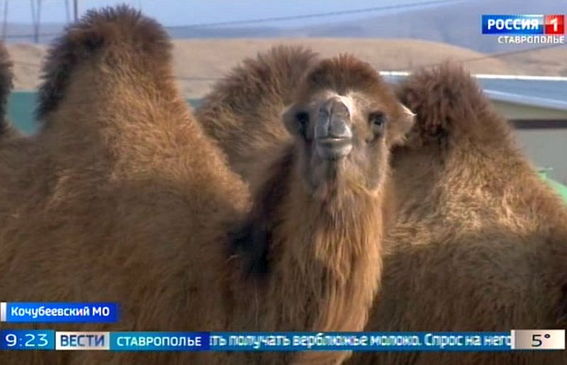 На Ставрополье разводят редких двугорбых верблюдов - ГТРК «Ставрополье»  ВЕСТИ Ставропольский край