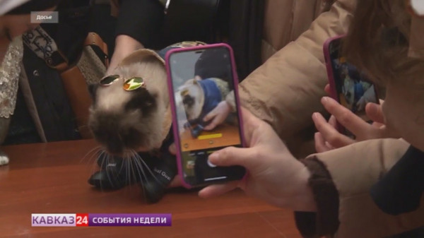 Чеченская Республика готовится к фестивалю черемши и выбору стильного кота