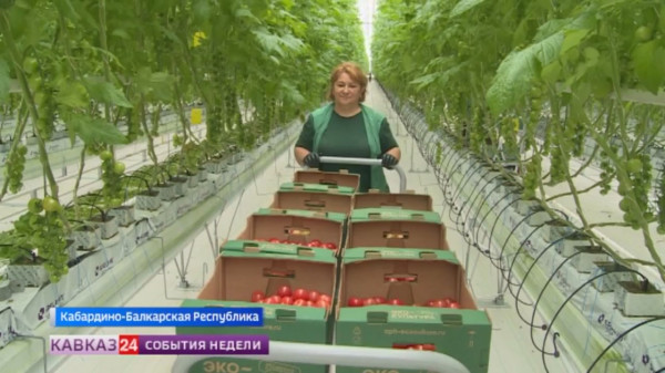 В теплицах Кабардино-Балкарии выращивают премиальные сорта томатов