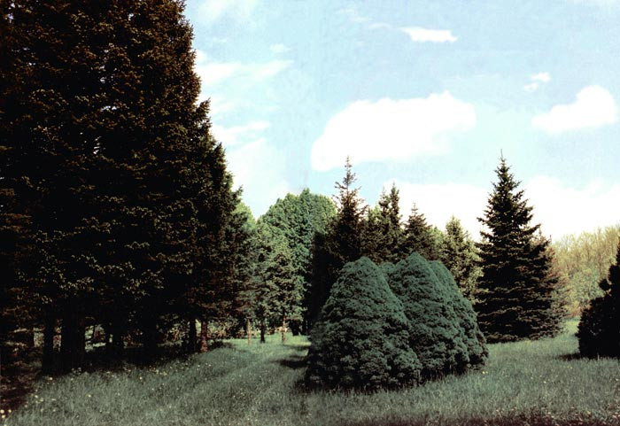 Cтавропольские леса приросли на 270 гектаров