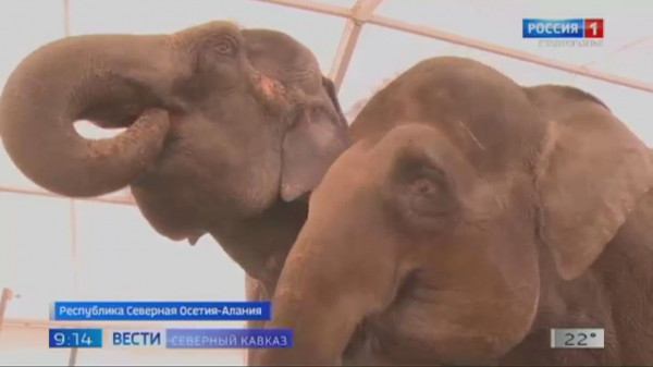 Во Владикавказе индийские слоны приняли душ на автомойке