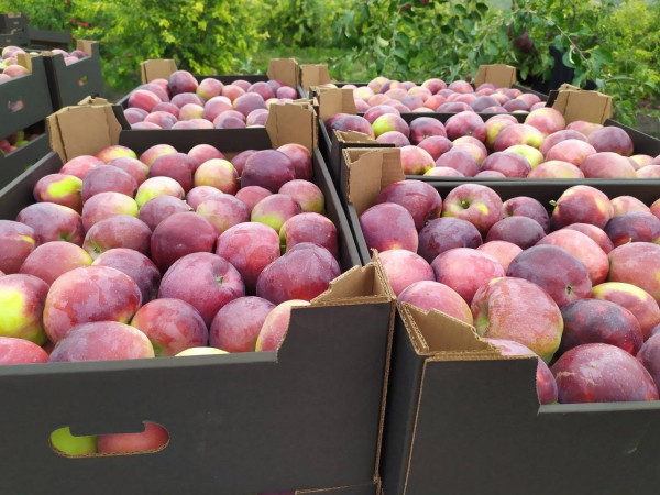 Ставрополье поставило яблоки в 30 регионов России и Казахстан