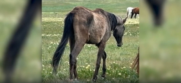 Уголовное дело о гибели лошадей на конезаводе Ставрополья передадут СКР