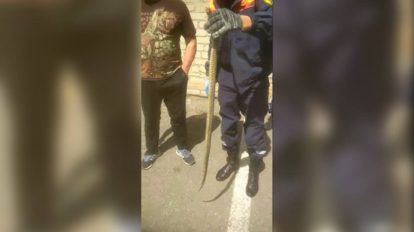 Спасатели вытащили змею из-под капота машины жителя Минвод