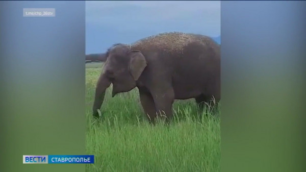Слонов заметили в полях Ставрополья