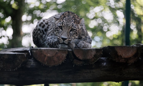 В дикую природу Северного Кавказа выпустят двух леопардов
