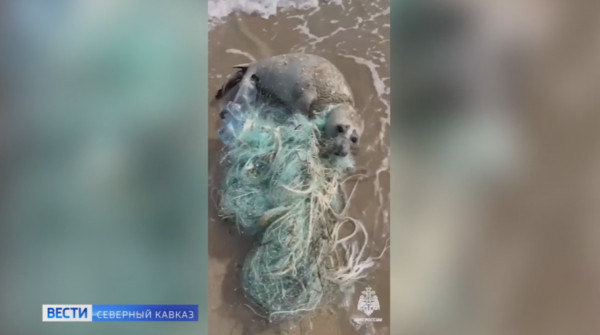 Дагестанский спасатель спас малыша-тюленя от смерти на берегу Каспийского моря